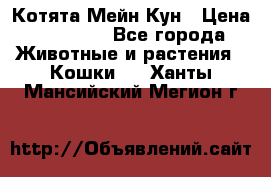 Котята Мейн Кун › Цена ­ 15 000 - Все города Животные и растения » Кошки   . Ханты-Мансийский,Мегион г.